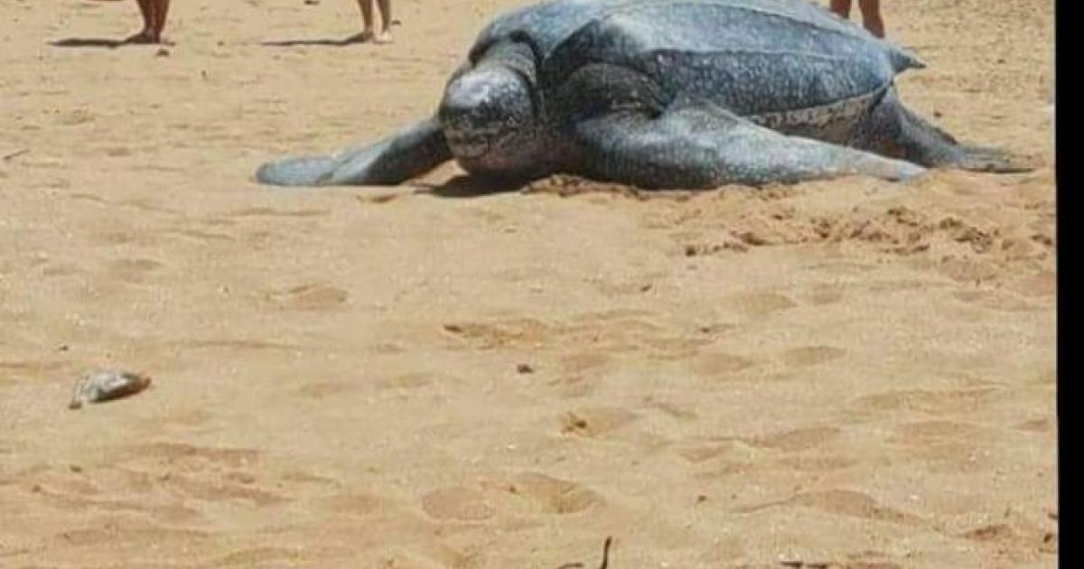 Les tortues Luth sont désormais considérées comme une espèce en danger
