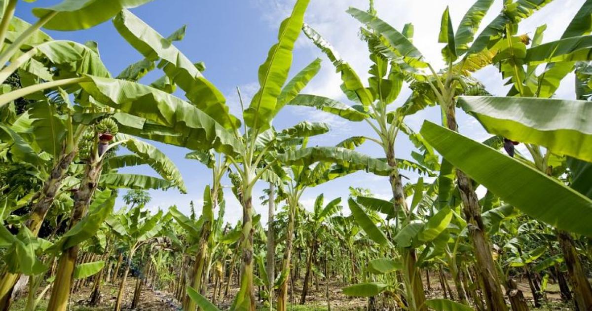     





Chlordécone : les réactions après la fermeture des investigations




