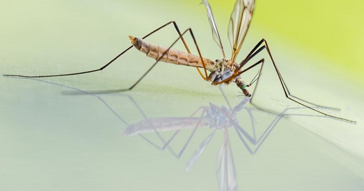     





Six foyers de Dengue localisés en Guadeloupe




