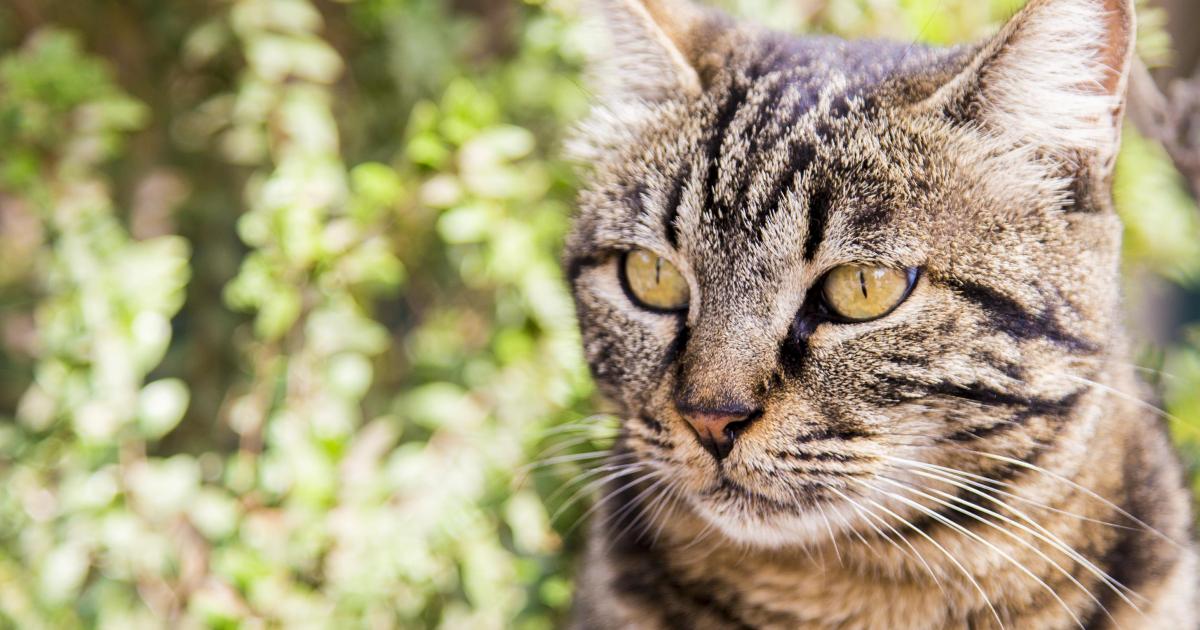     





41 jours après, Noémie retrouve son chat Zadig




