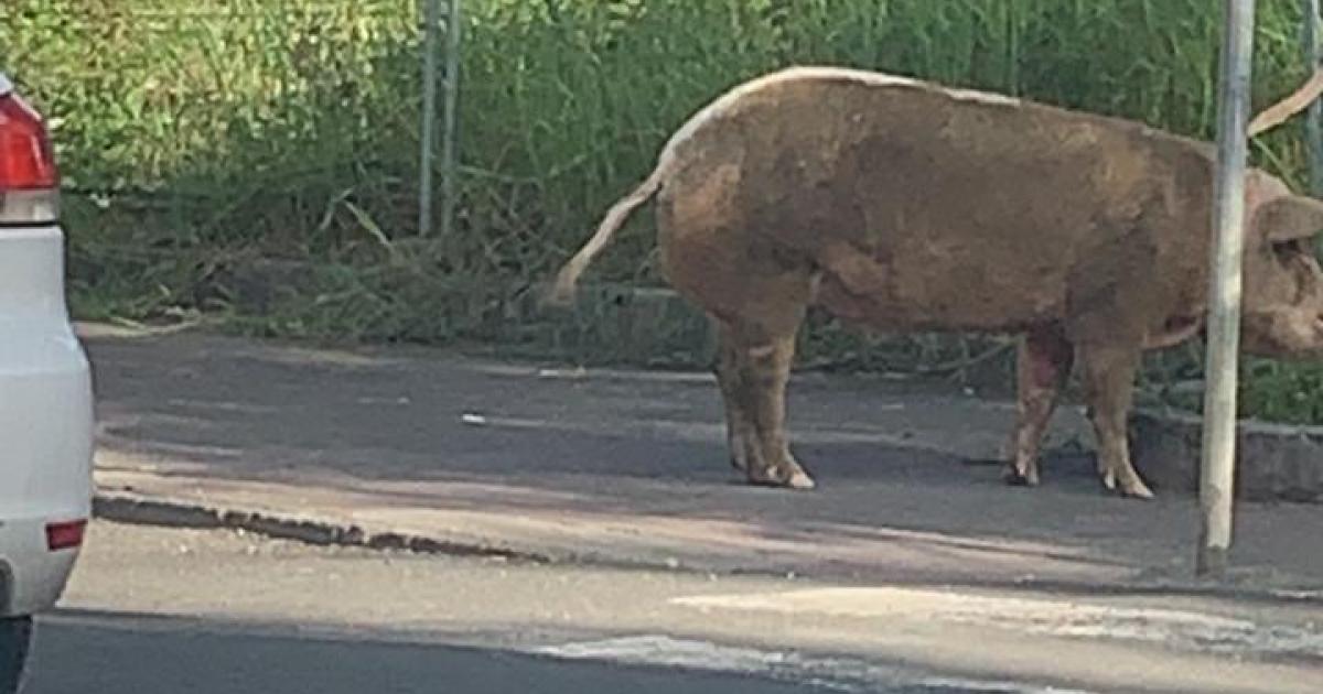 Un cochon en divagation à Pointe-à-Pitre