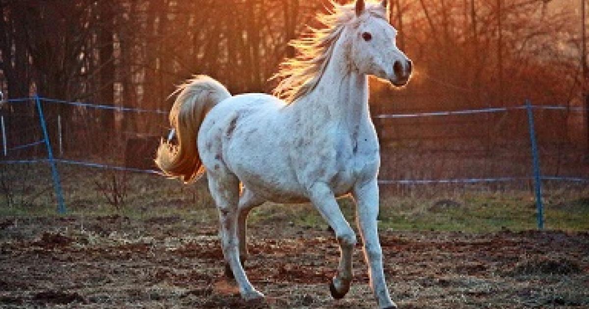 Un cheval tombe dans un trou de 3 mètres de profondeur