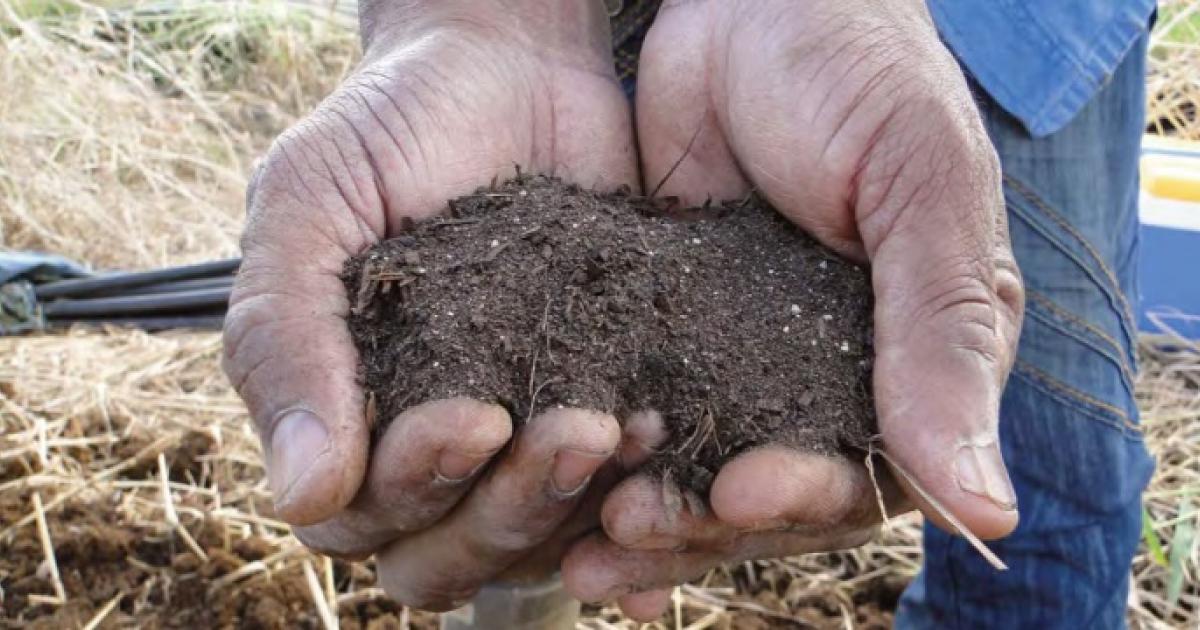 Des associations lancent une action collective sur le Chlordécone