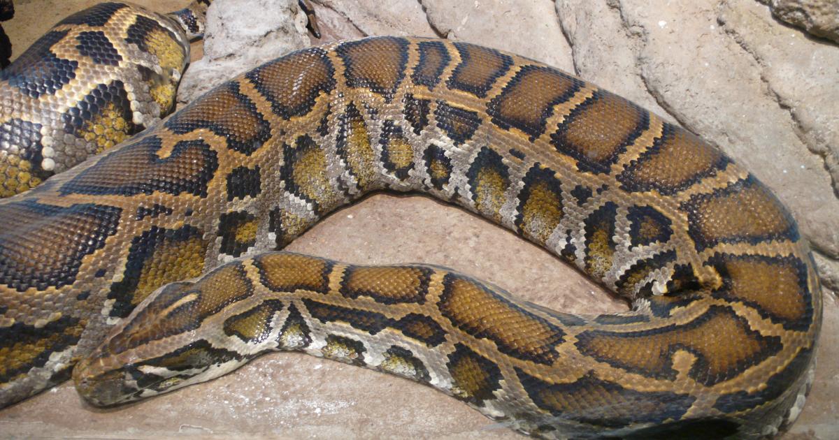 Le serpent de Sainte-Anne pourrait-il être une « mule » ?