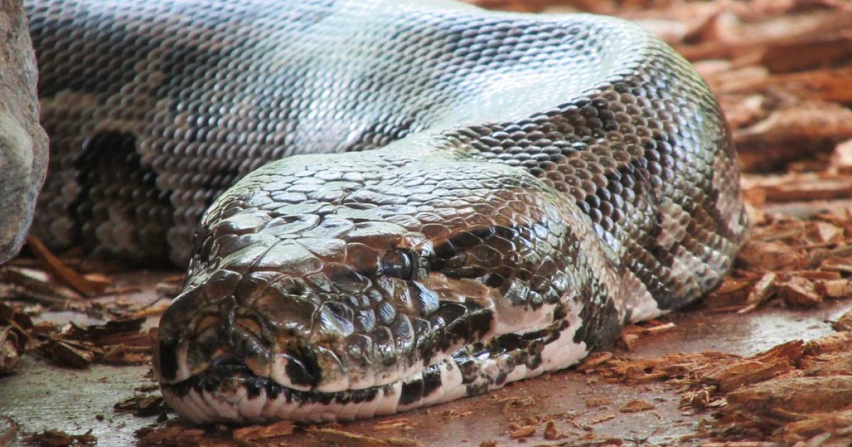 Un python retrouvé sur la route à Sainte-Anne