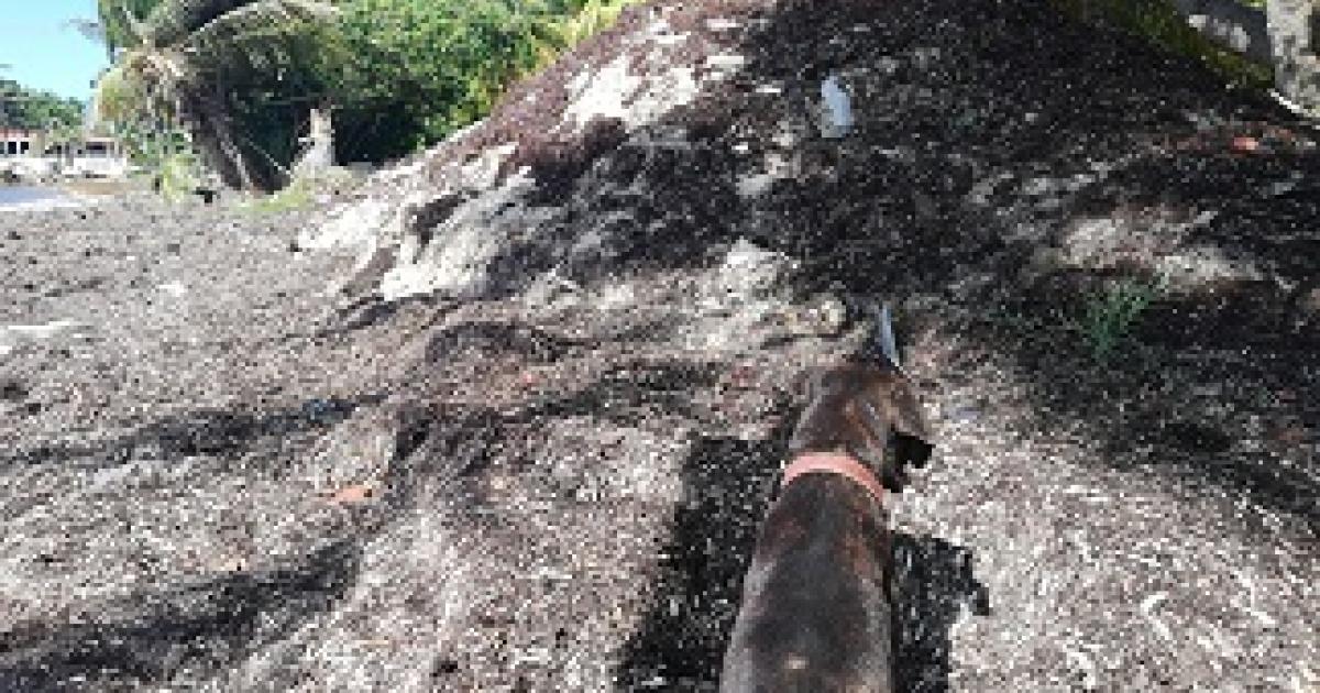 Plage de Galbas: des tas de sargasses pas ramassés depuis deux mois