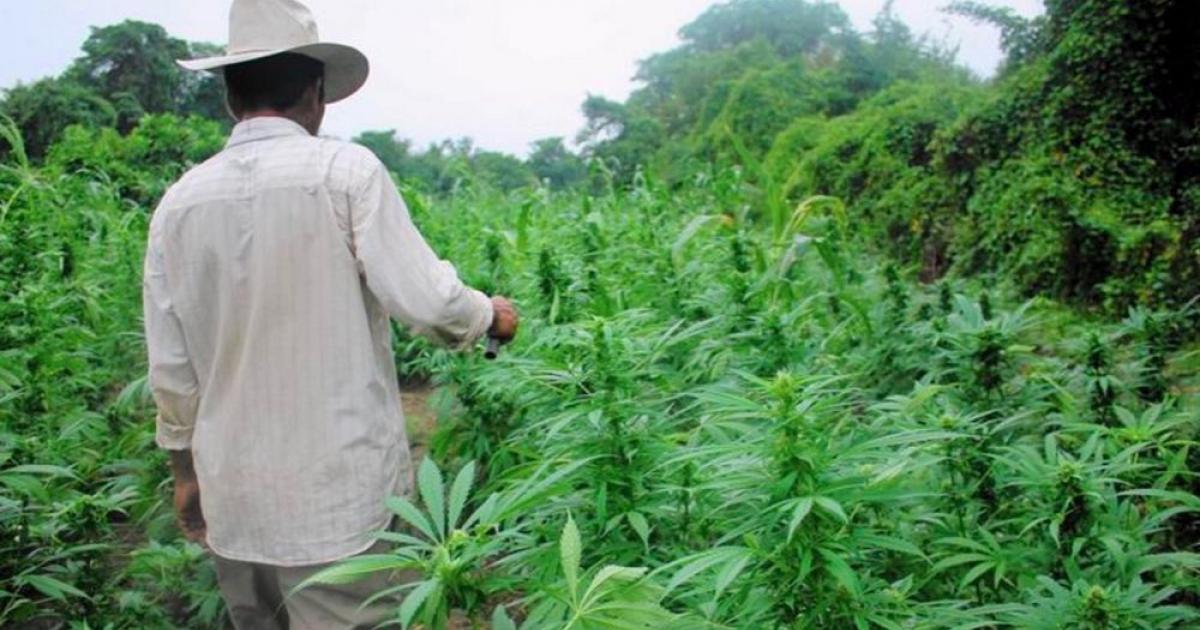     





Des gendarmes tombent sur une quarantaine de pieds de cannabis 




