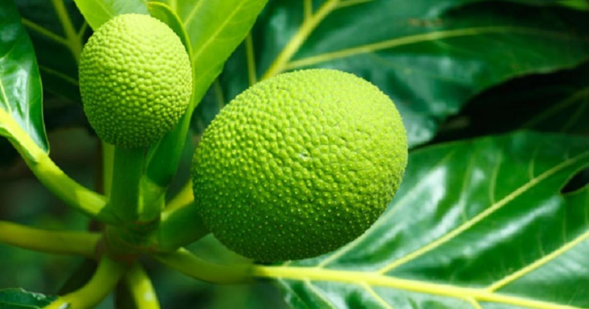     





Découvrez la recette d'un délicieux gratin de fruit à pain au poulet




