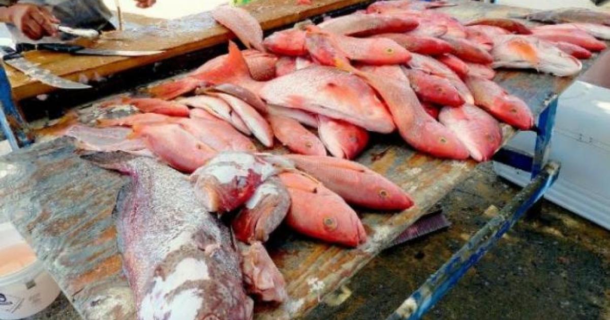 Ciguatera : inquiétude des marins pêcheurs