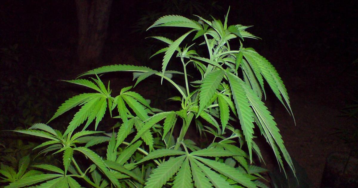     





4 sans papiers arrêtés avec des plants de cannabis 




