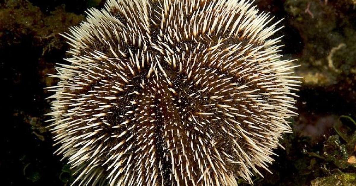     





Oursins : la campagne de pêche se poursuit finalement grâce à une météo plus clémente




