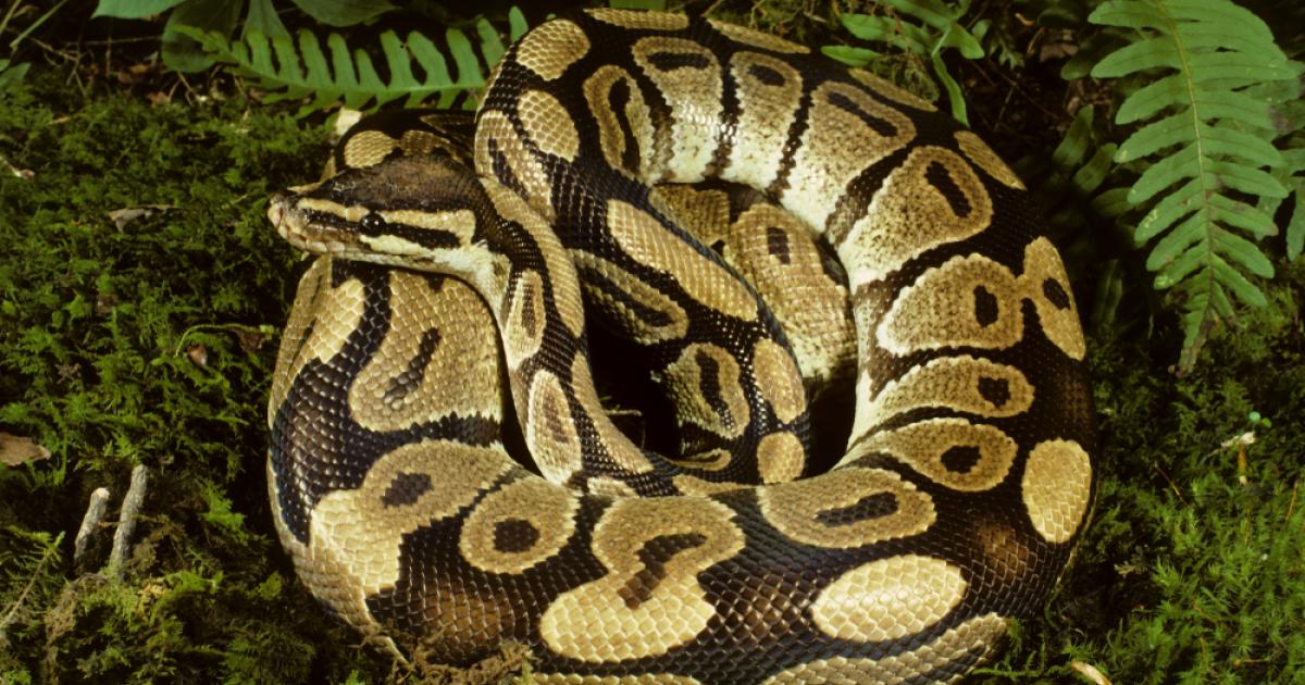 Un python retrouvé à Karukéra Land