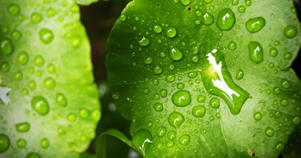    





Cinq astuces pour jardiner sous la pluie




