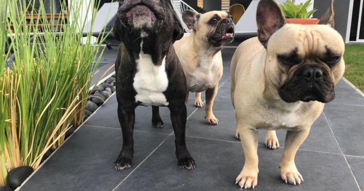 3 bouledogues français bloqués en Guadeloupe