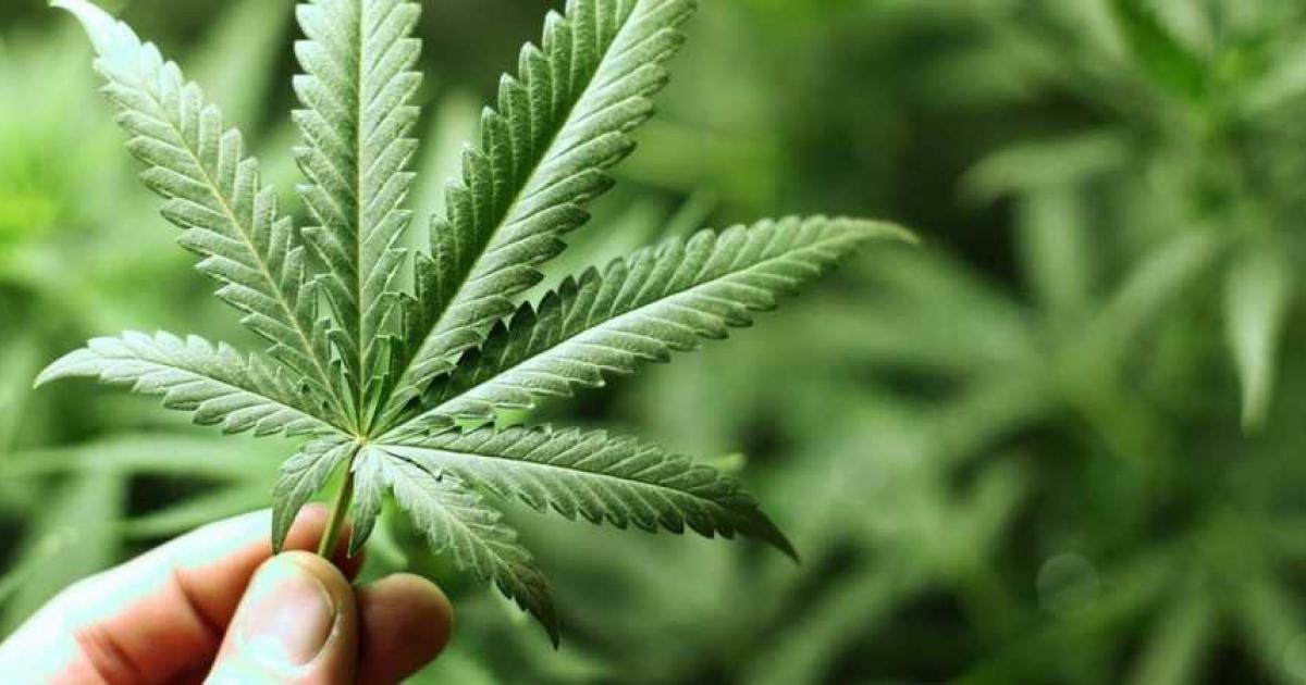 Le gouvernement trinidadien présentera un projet de loi en faveur de la dépénalisation du cannabis