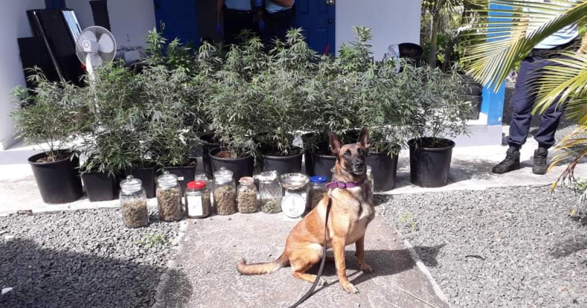 Un trafiquant de drogue mis hors circuit