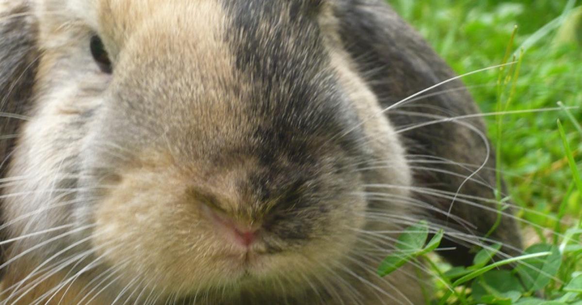 Tous les conseils pour entretenir un lapin