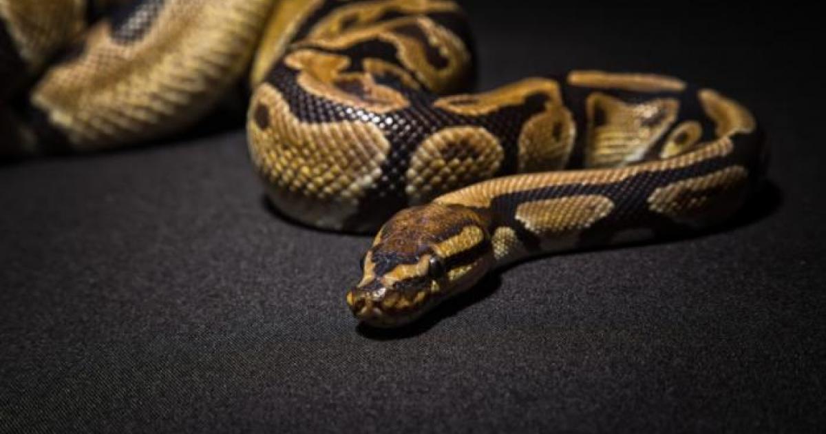 Un python de 1,20 m retrouvé dans un domicile à Bréfort au Lamentin
