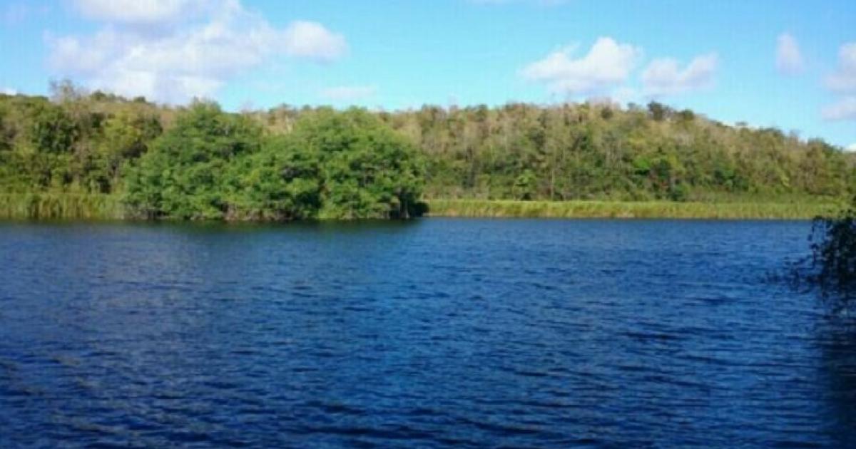 Partez en balade dans la mangrove de Vieux-Fort à Saint-Louis de Marie-Galante