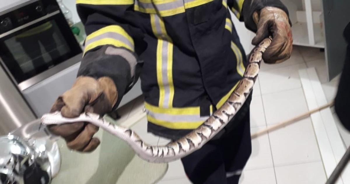 Encore un serpent récupéré à Sainte-Anne