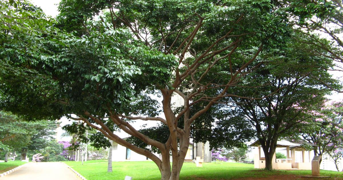 Flore de Guadeloupe : 256 espèces en grand danger