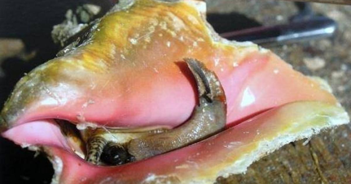 La pêche au lambi interdite cette année