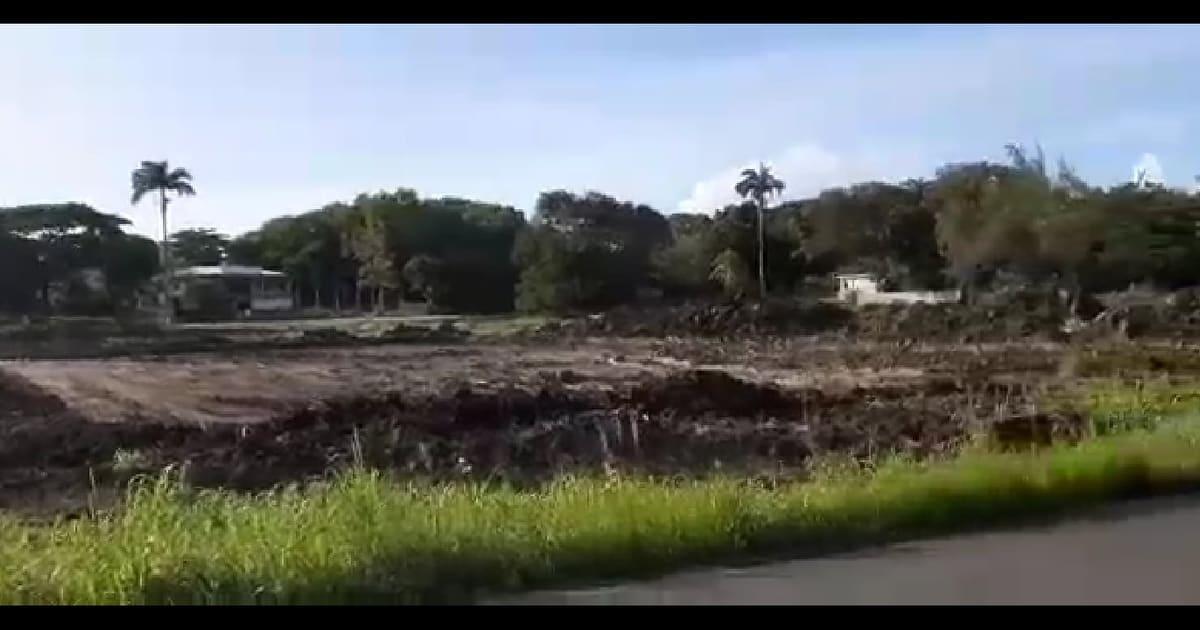 Des arbres centenaires détruits sans autorisation à Port-Louis