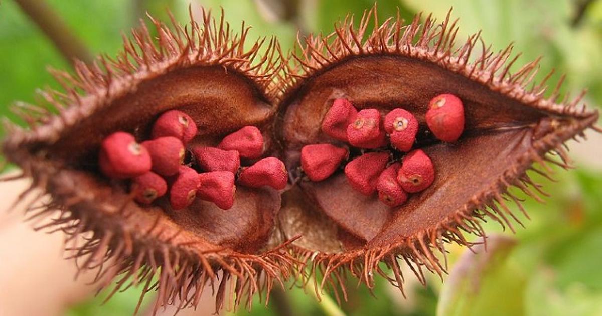     





Roucou, fruit à pain, pois... La couleur s'invite dans les assiettes avec les dombrés tricolores




