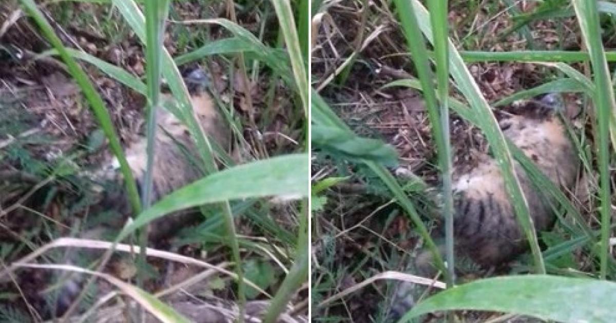Des cas d'empoisonnement d'animaux recensés sur la plage de Madiana