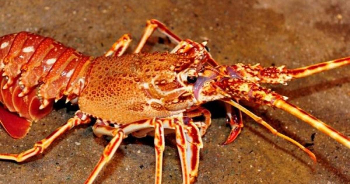 Chlordécone : la langouste des Caraïbes au cœur d'une polémique sur les réseaux sociaux