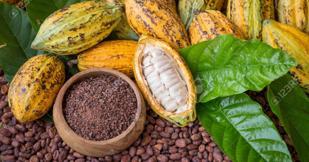 3 tonnes de cacao produites par an, la Guadeloupe peut mieux faire