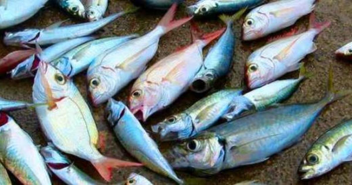 Un poisson qui arrive en Guadeloupe sans aucune traçabilité
