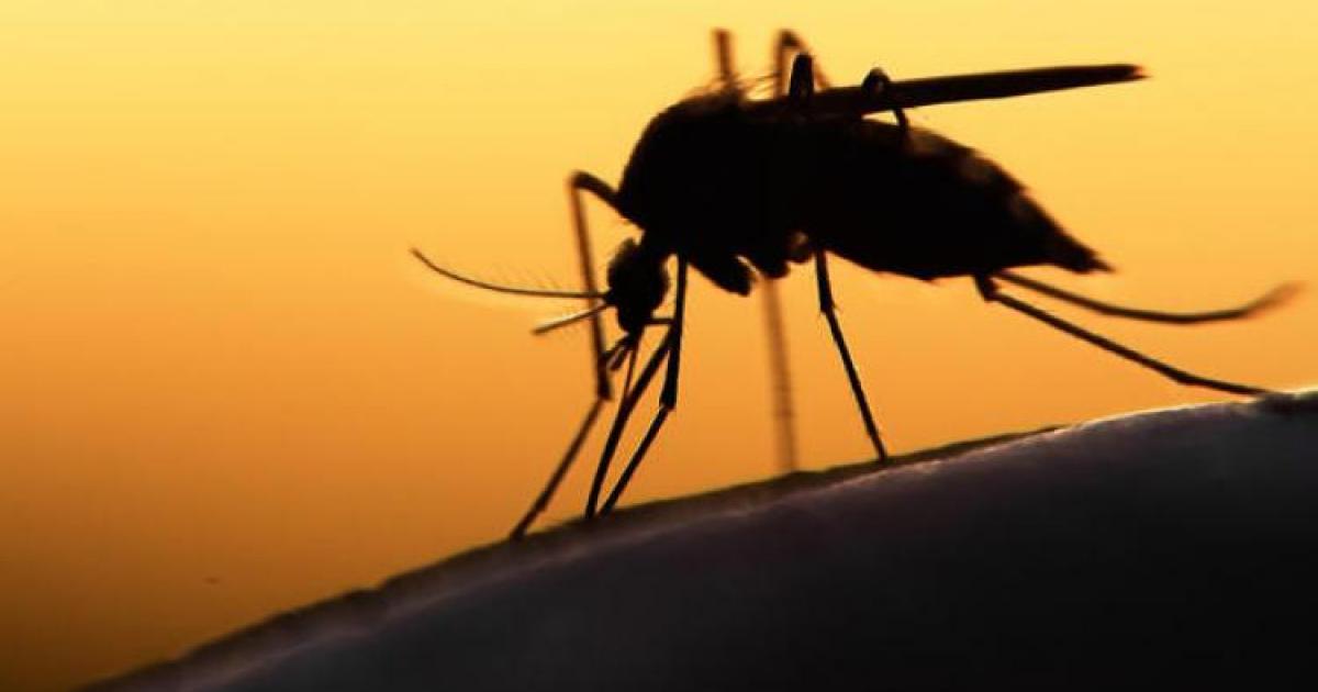 DENGUE : l’épidémie progresse largement dans le Sud