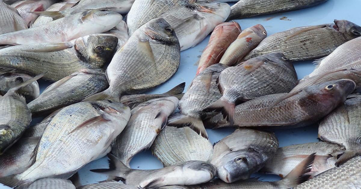 La pêche du Venezuela est légale selon la préfecture