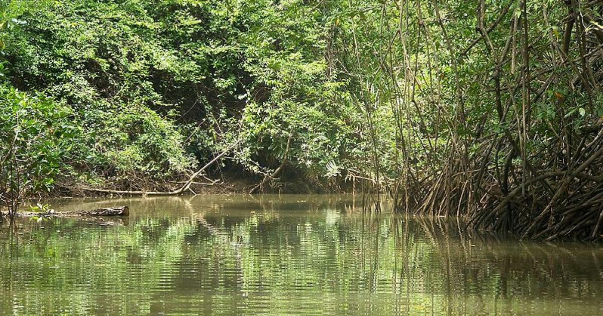 Biodiversité : des centaines d'espèces menacées en Outre-mer