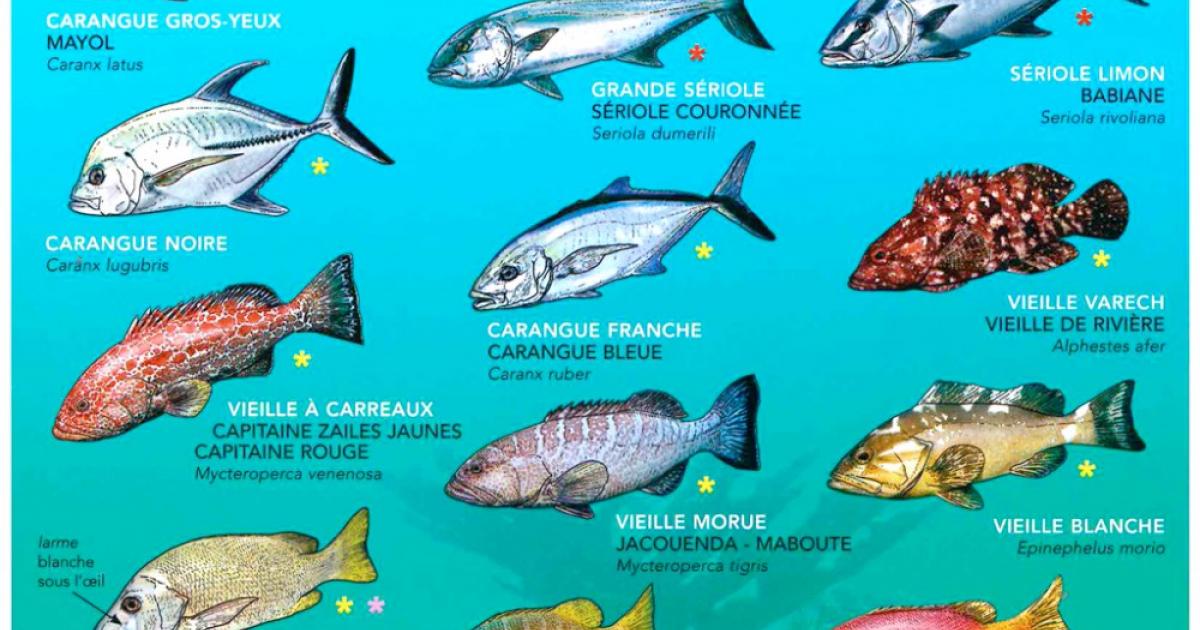     





Ciguatéra confirmée pour les trois mouliens intoxiqués 




