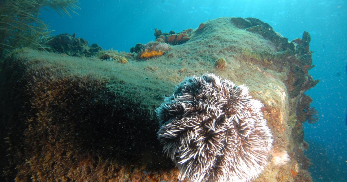 La pêche aux oursins blancs est réouverte en Guadeloupe