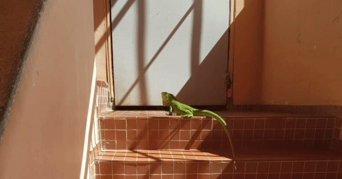 L’iguane commun envahit la ville