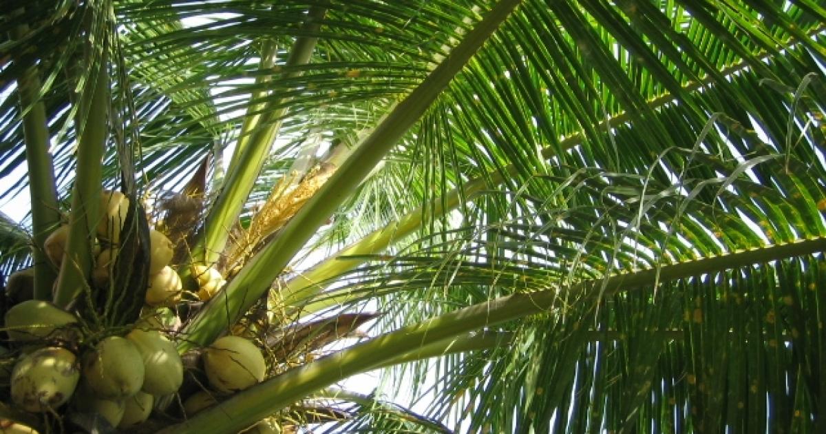 Un septuagénaire se blesse grièvement en chutant d'un cocotier