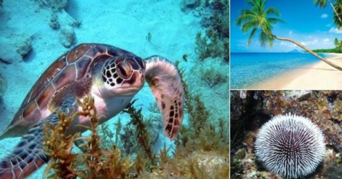 Un programme d'actions riche mis en place en 2020 pour le Parc Naturel Marin de Martinique