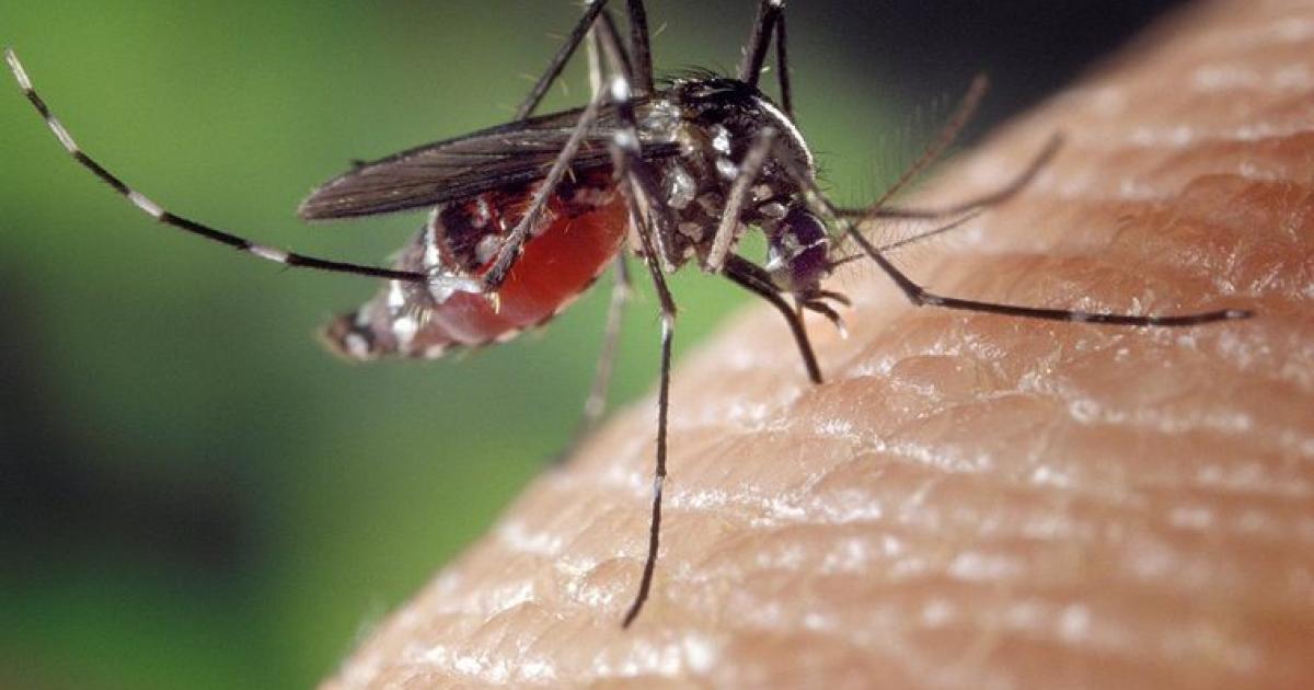 La Martinique et la Guadeloupe placées en phase épidémique de dengue