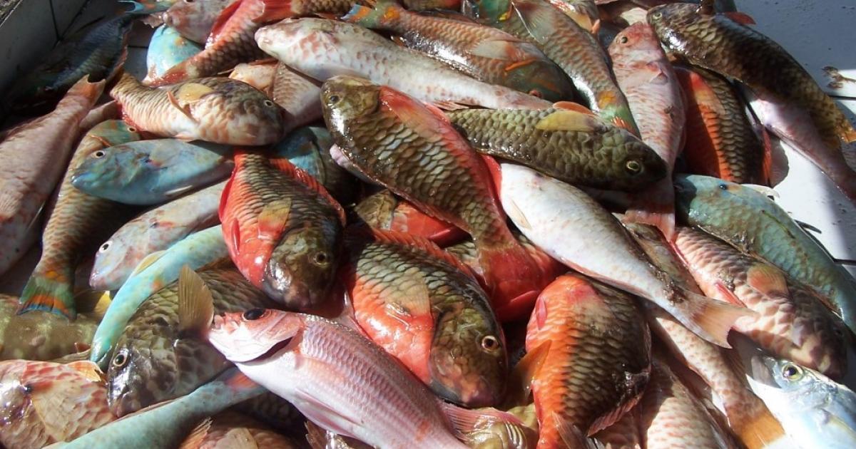 L'IFREMER recherche des volontaires pour une large étude sur la pêche de loisirs aux Antilles