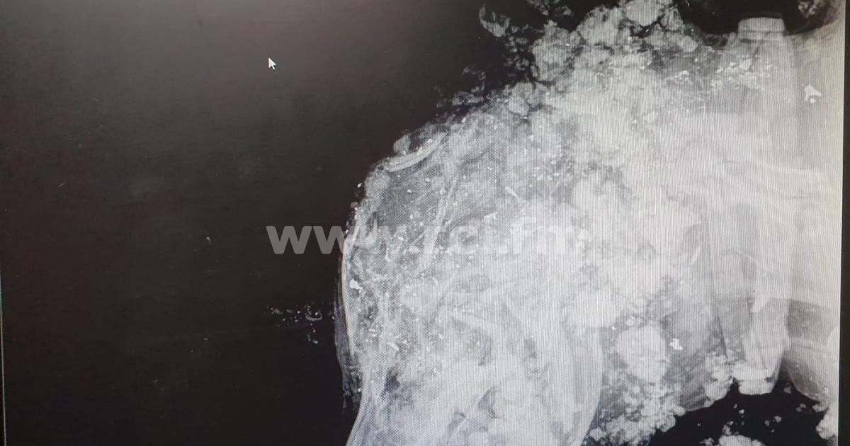 Une jeune femme déterre son chien abattu d'une balle en pleine tête