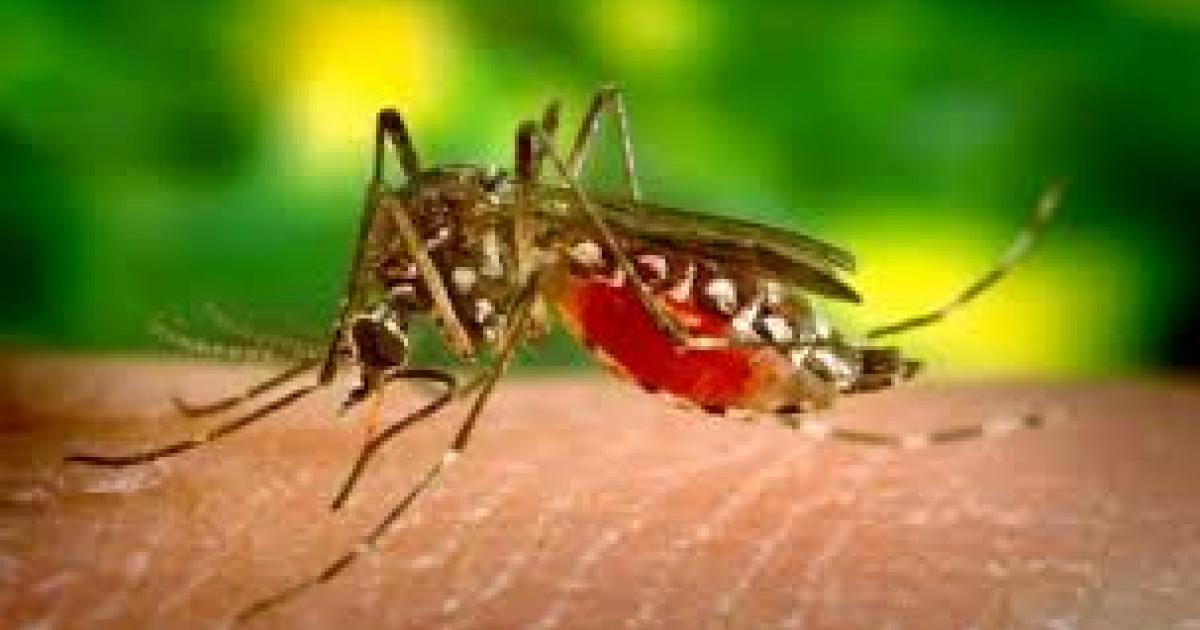 La dengue a battu des records en 2019 dans la Caraïbe