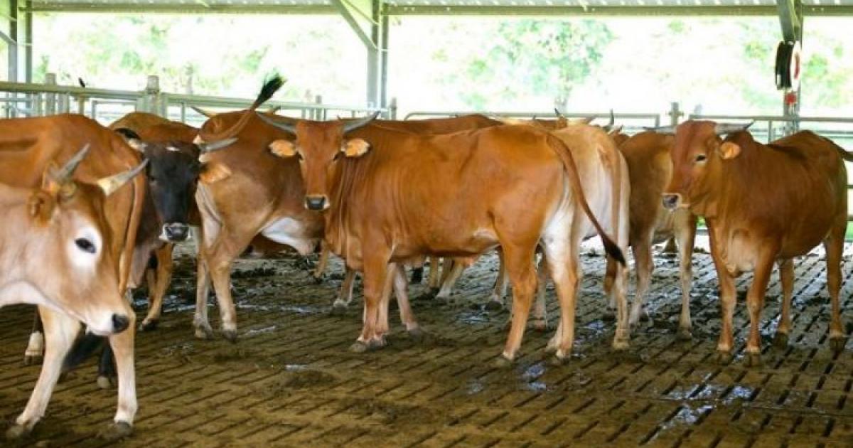 La délégation de la Martinique sera absente du salon international de l'agriculture de Paris