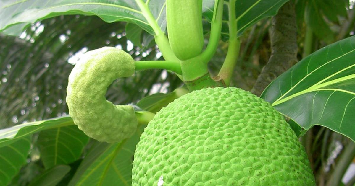 Vers la création d'une filière du fruit à pain en Guadeloupe ?