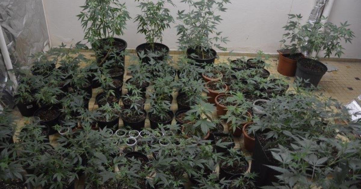     





Il faisait pousser du cannabis à côté de l'église




