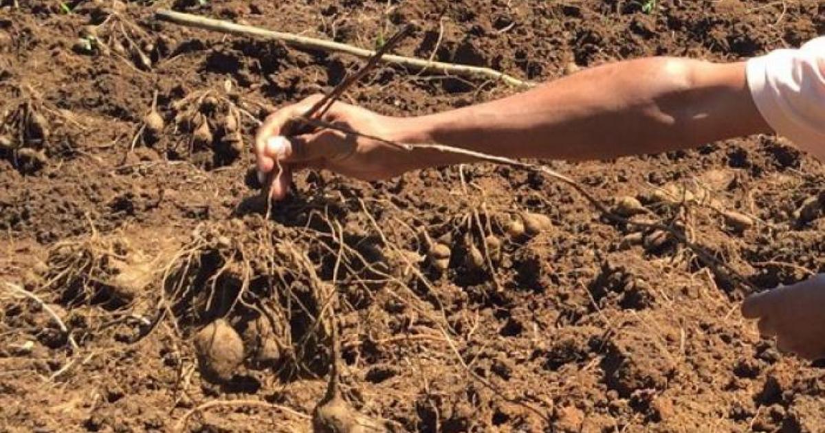 L'INRAE développe un igname cousse couche plus résistant