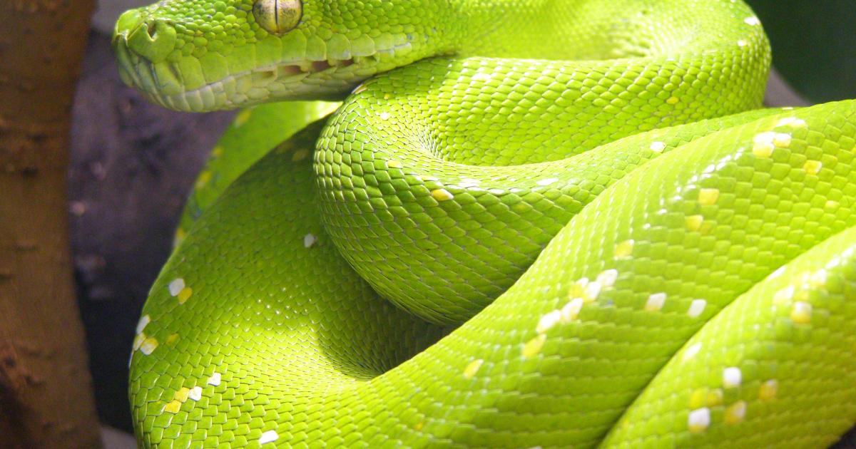 Un python recherché à Morne-à-L'Eau