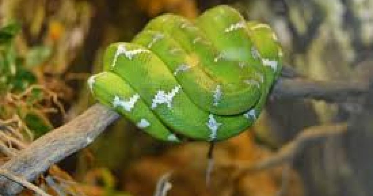 Le python disparu a été retrouvé